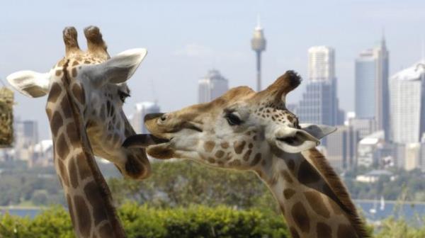 Giraffes at Taroem/emnga Park Zoo.