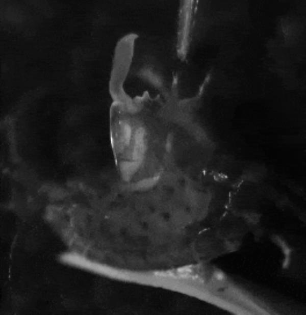 Amphipod Dulichiella Claw Snaps Shut