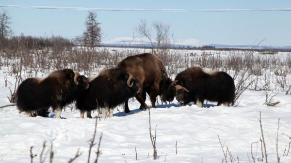 Bisons and Musk Oxen