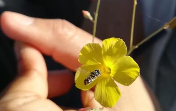 Pollinator Visiting Linum tenue