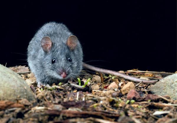 新的DNA研究揭开了本地啮齿类动物向新土地的老鼠赛跑的秘密