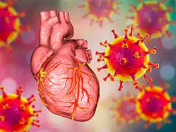 研究:来自冠状病毒阳性供体的心脏移植似乎是安全的