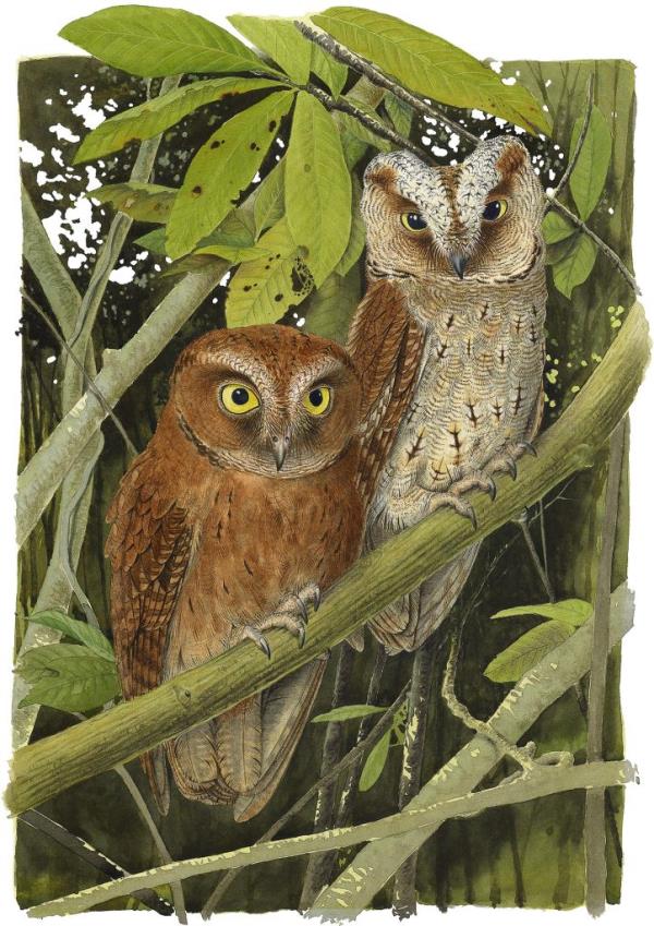 Otus bikegila Owl Illustration