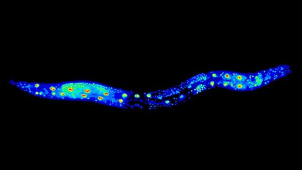 The Roundworm Caenorhabditis elegans Lo<em></em>ngevity Gene