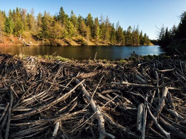 著名的海狸水坝可能有助于减轻气候变化对水质的破坏
