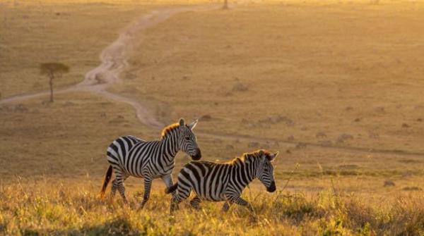 Zebras walking peacefully at golden magical light during sunrise in Mara triangle cr: iStock (downloaded for use in Traveller, no syndication, reuse permitted)Â 

xxMasai Mara
Masai Mara By James Woodford
