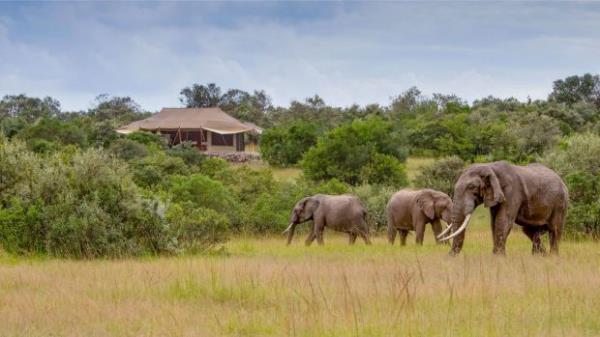 Supplied PR image for Traveller, check for reuse. Elephants graze near Mattikoko Safari Camp. xxMasai MaraMasai Mara By James Woodford
